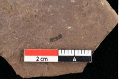Foto (Detailansicht) von Widdringtonia ungeri Endl. (NHMW-GEO-2024-0188-0142)